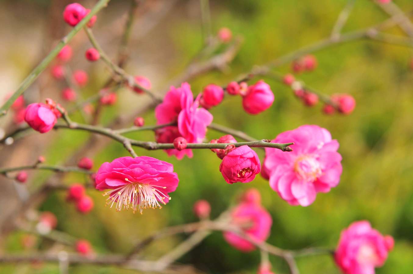 【神都诗社】第065期《梅》（图30）
