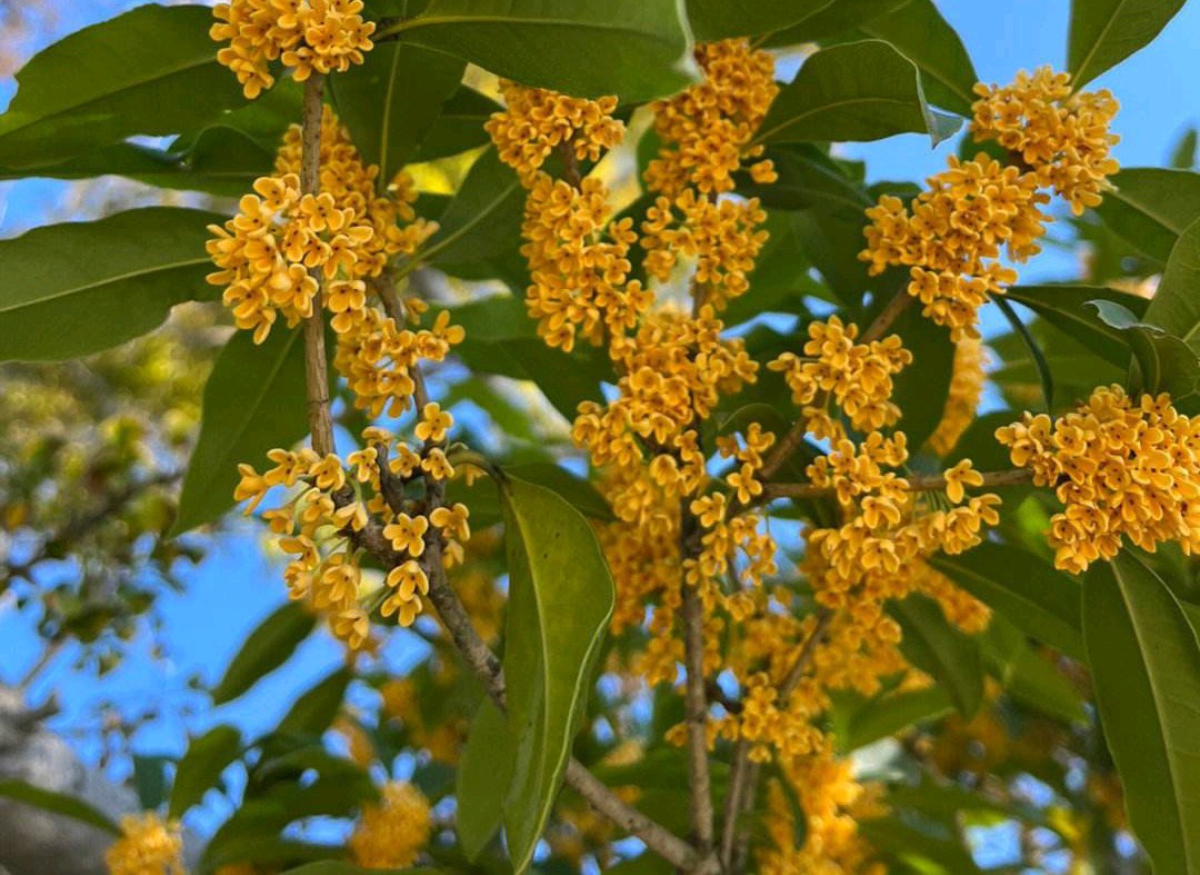 【华夏诗刊】推介（江苏）优秀诗人方少春《五律·八月桂花香》四首请欣赏（图5）