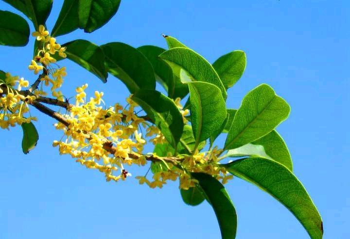 【华夏诗刊】推介（江苏）优秀诗人方少春《五律·八月桂花香》四首请欣赏（图7）