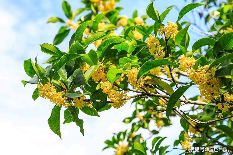 【华夏诗刊】推介（江苏）优秀诗人方少春《五律·八月桂花香》四首请欣赏（图8）