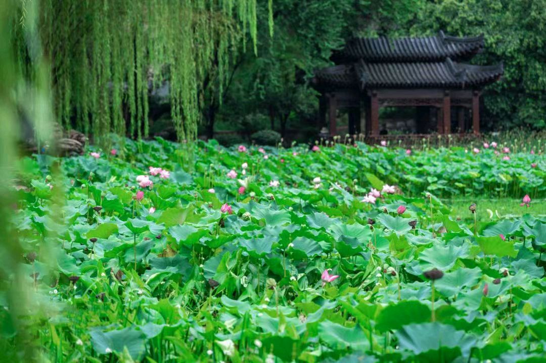 【华夏诗词】分享胡清普《游洈水生态岛》请欣赏（图5）