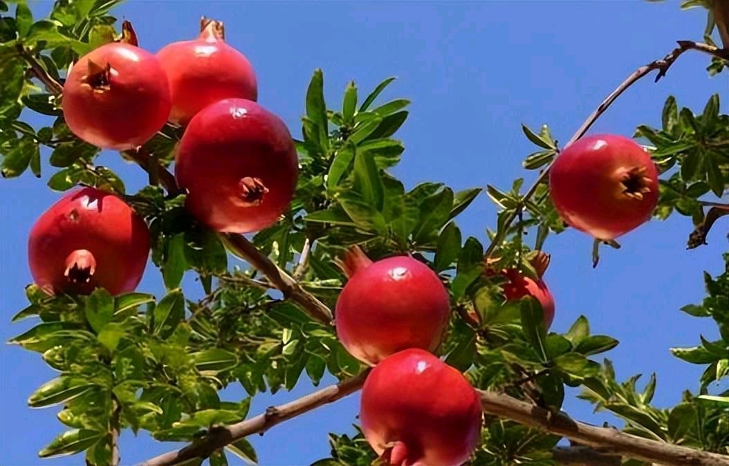 【华夏诗词】分享（吉林抚松）黄文贵《观芦化感悟》外一首请欣赏（图5）