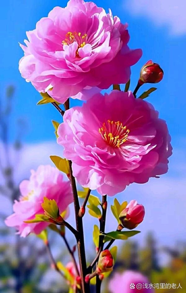 【华夏诗词】分享姚春发《藏头诗·赠同窗室友仓超》请欣赏（图6）