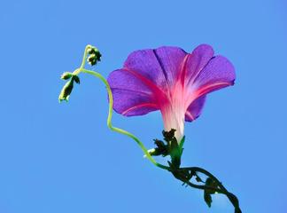 【金榜头条】推介（吉林抚松）优秀诗人黄文贵《观牵牛花感悟》请欣赏（图4）