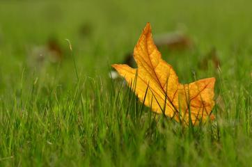 【华夏诗词】分享（山风本溪）优秀诗人冯其兰《七绝二首》请欣赏（图4）