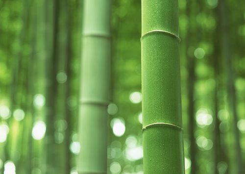 【神都诗社】第067期《竹》（图6）