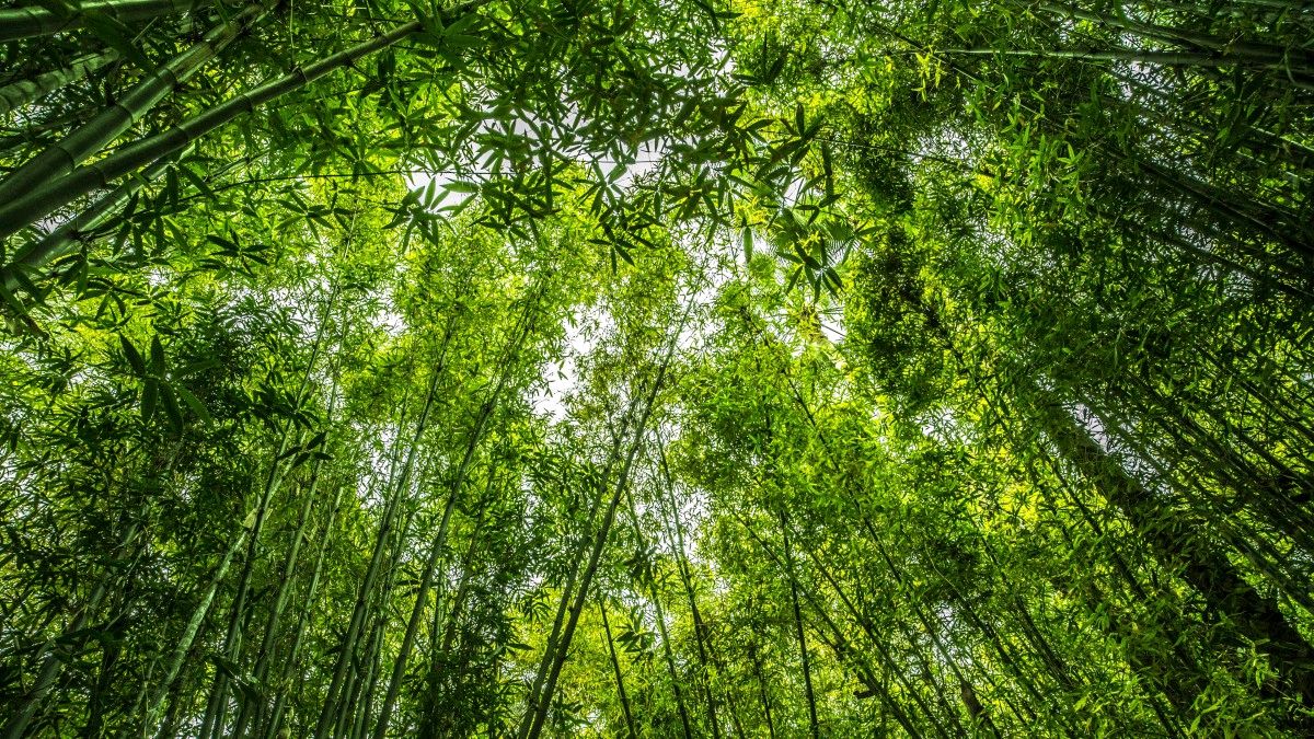 【神都诗社】第067期《竹》（图10）