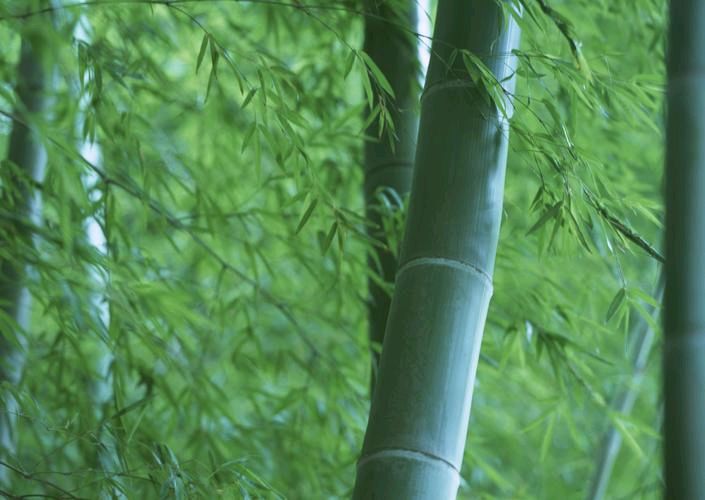 【神都诗社】第067期《竹》（图14）