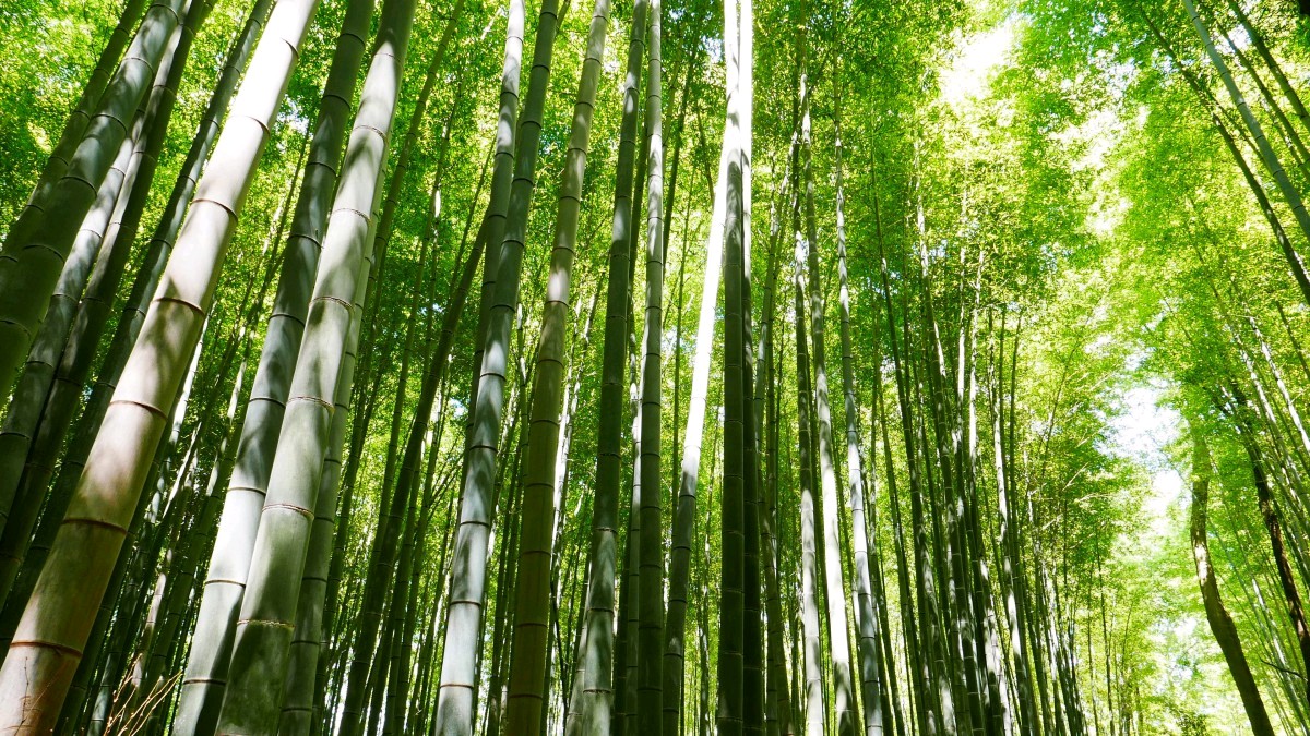 【神都诗社】第067期《竹》（图22）