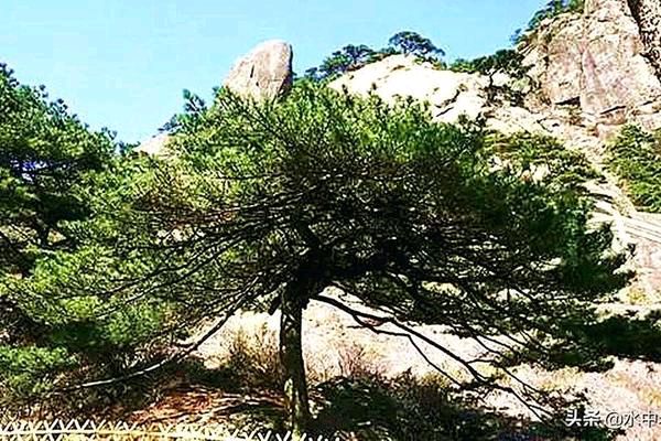 【华夏诗词】分享优秀诗人骏马奔腾老师《黄山石松》请欣赏（图4）