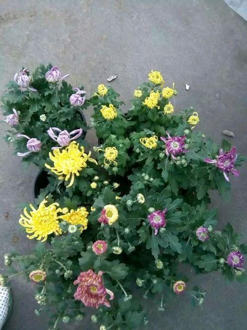 【神都诗社】第068期《菊》（图7）