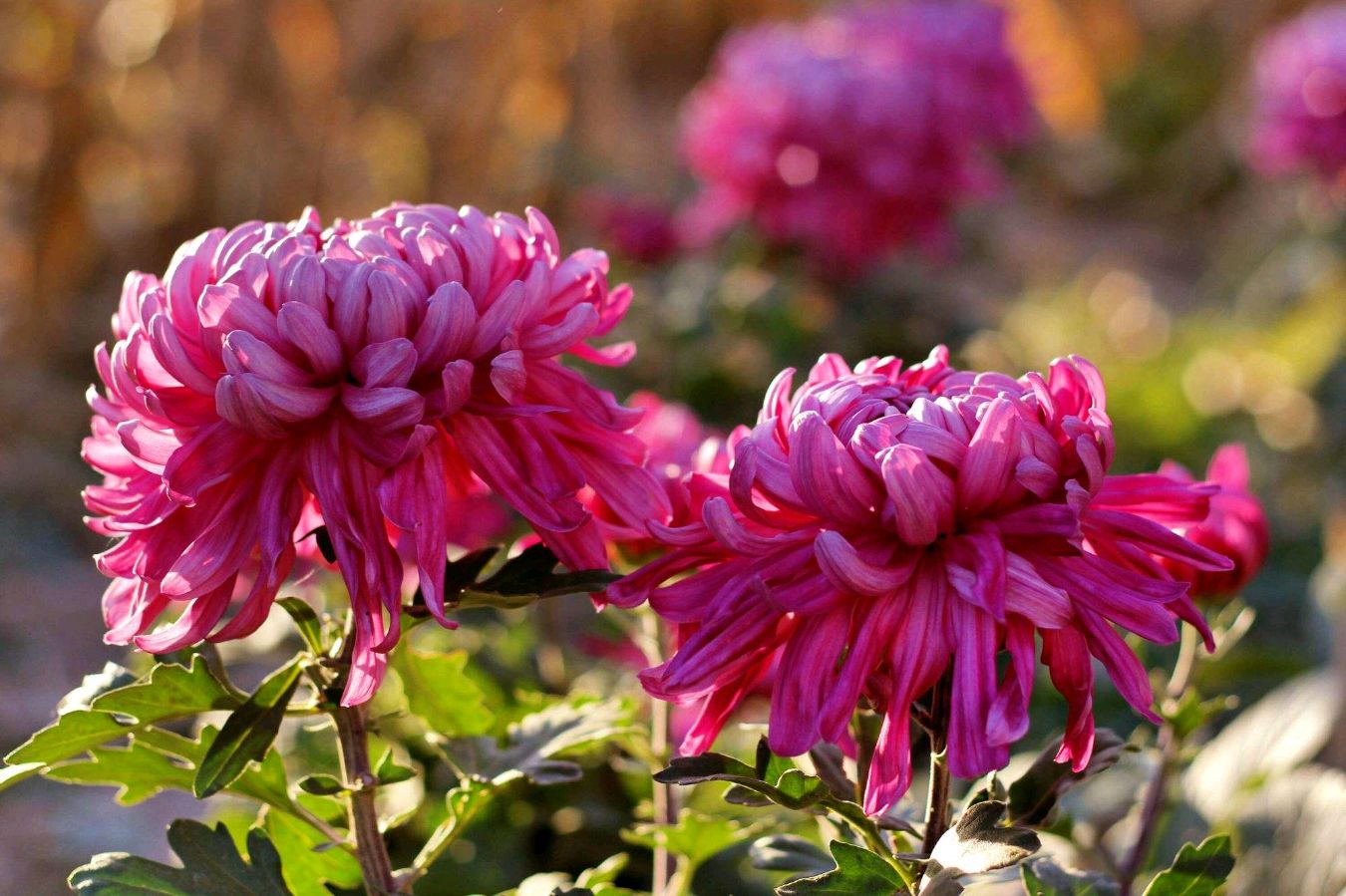 【神都诗社】第068期《菊》（图8）