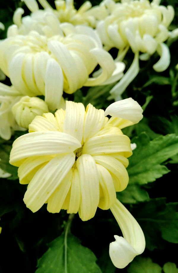【神都诗社】第068期《菊》（图5）