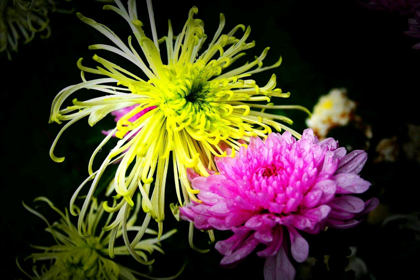 【神都诗社】第068期《菊》（图12）