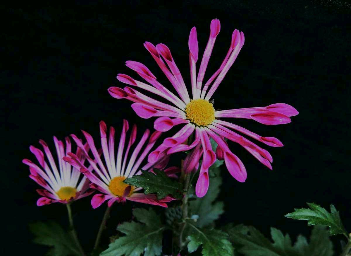 【神都诗社】第068期《菊》（图11）