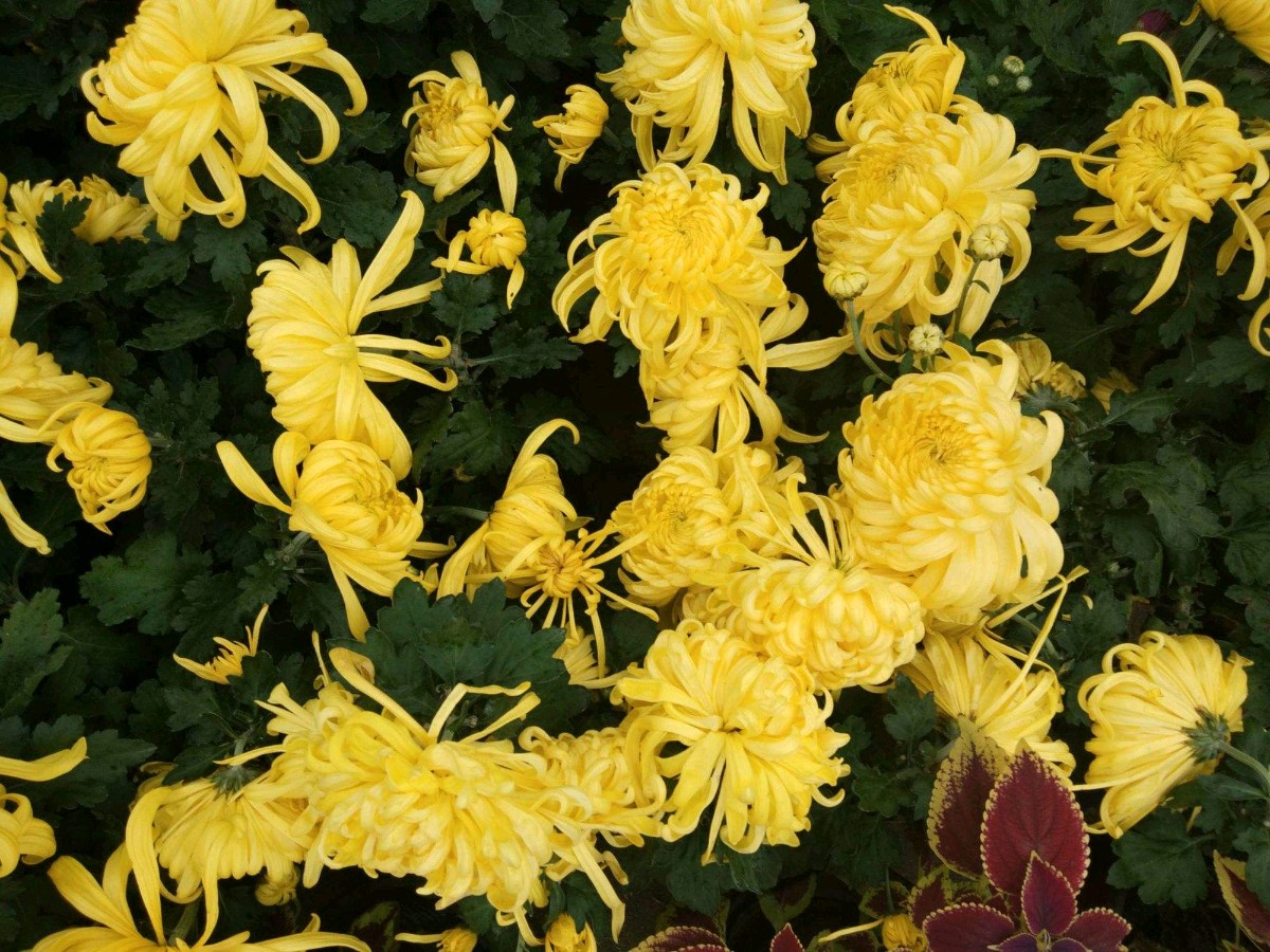 【神都诗社】第068期《菊》（图15）