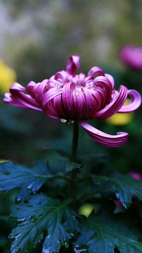 【神都诗社】第068期《菊》（图24）