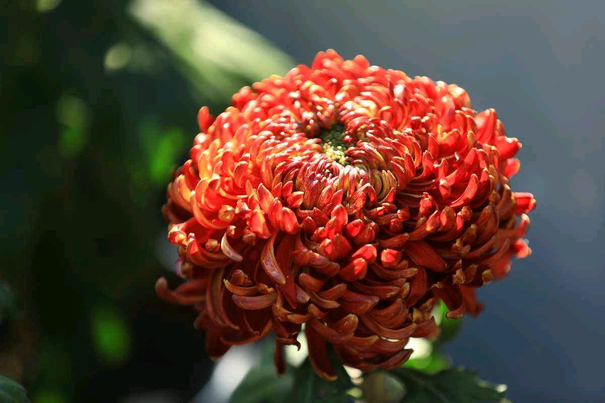 【神都诗社】第068期《菊》（图23）