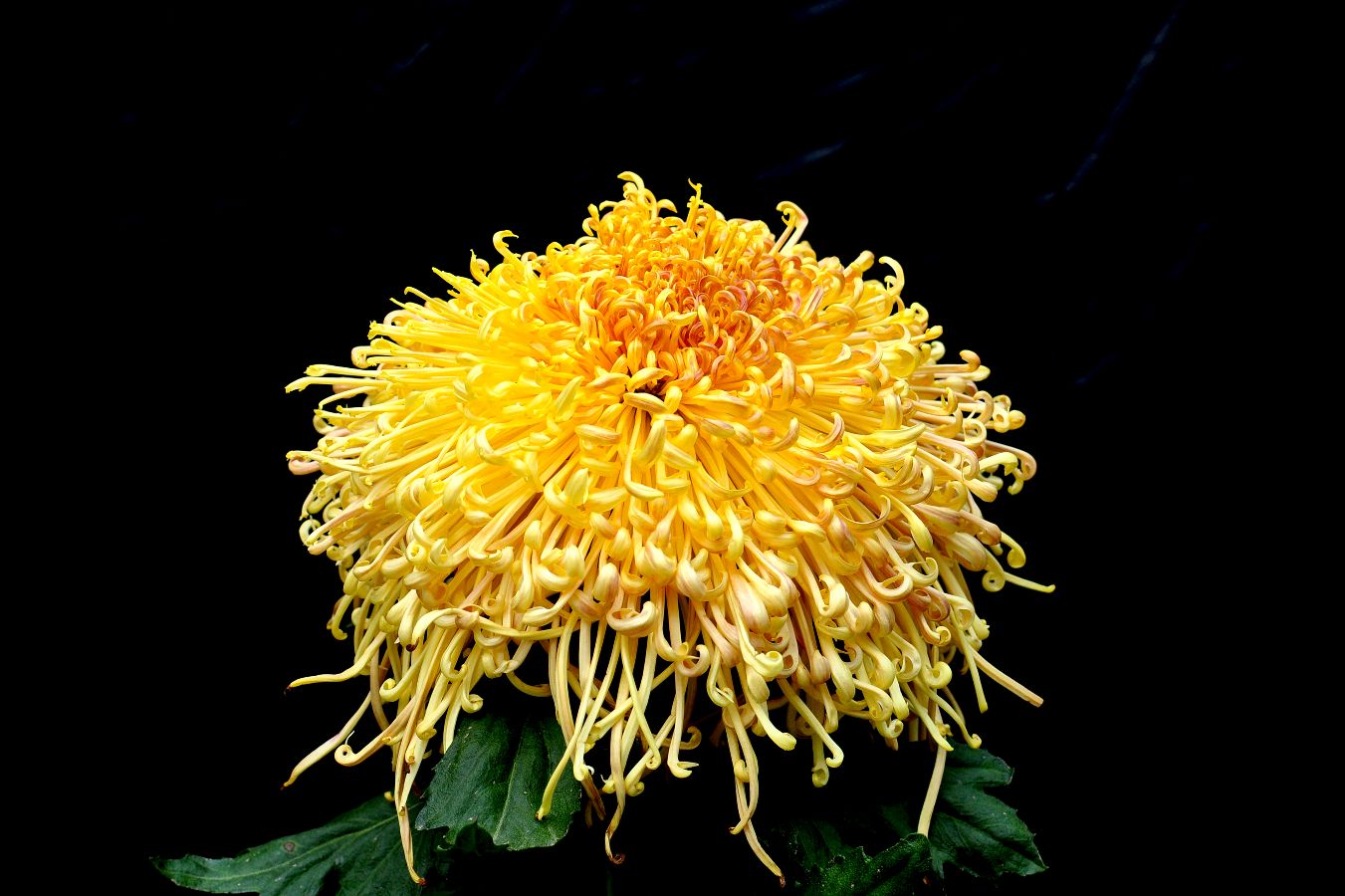 【神都诗社】第068期《菊》（图27）