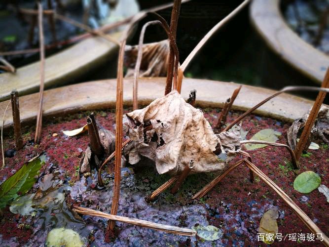 【华夏文学】推介优秀作家诗人姚树学《深秋我为荷花送行》请欣赏(图7)