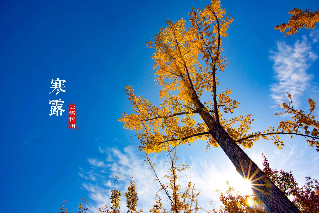 【金榜头条】分享优秀诗人蔡学伦老师《寒露吟》请欣赏（图5）