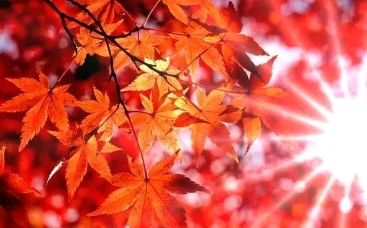 我在秋天想你-文/丛林-西银/北京头条