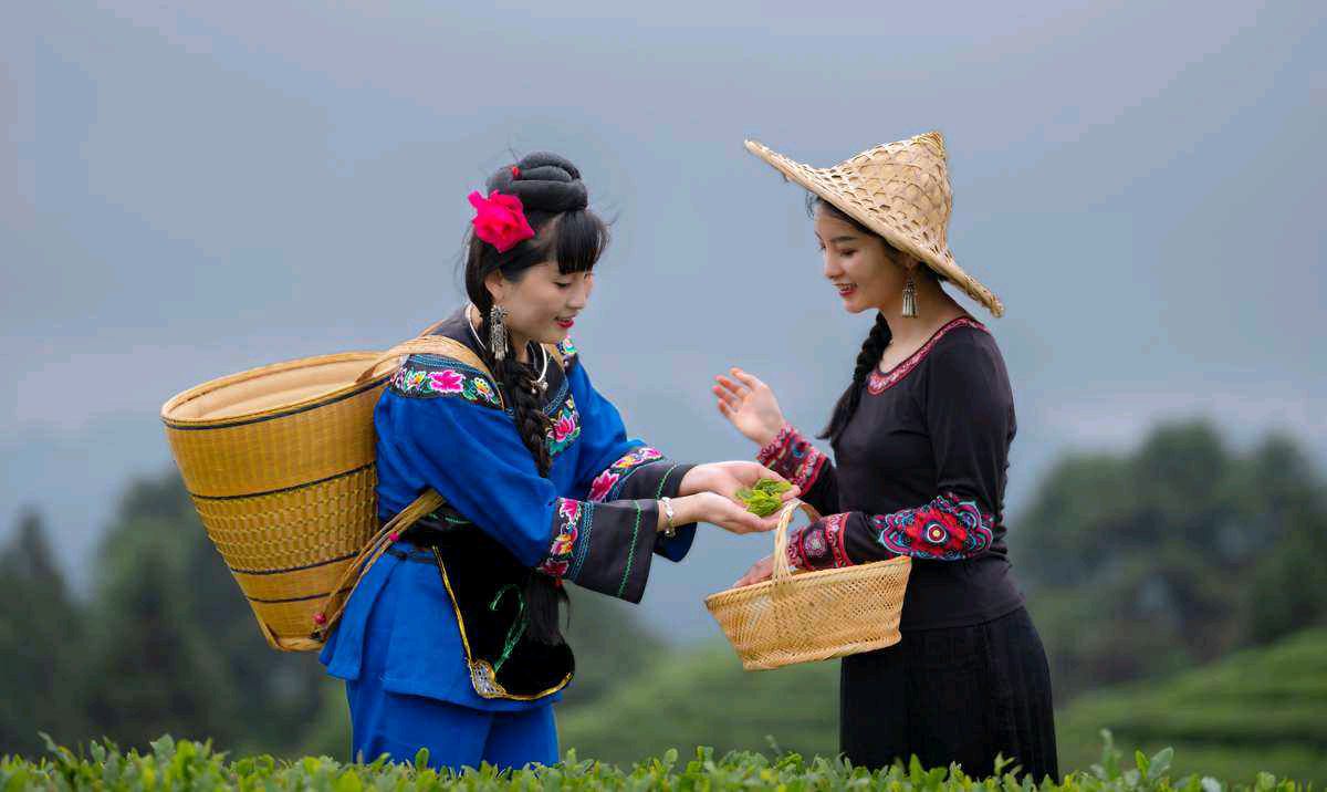 【大东方诗画社】分享优秀作家诗人方亮老师《采茶姑娘》请欣赏（图4）