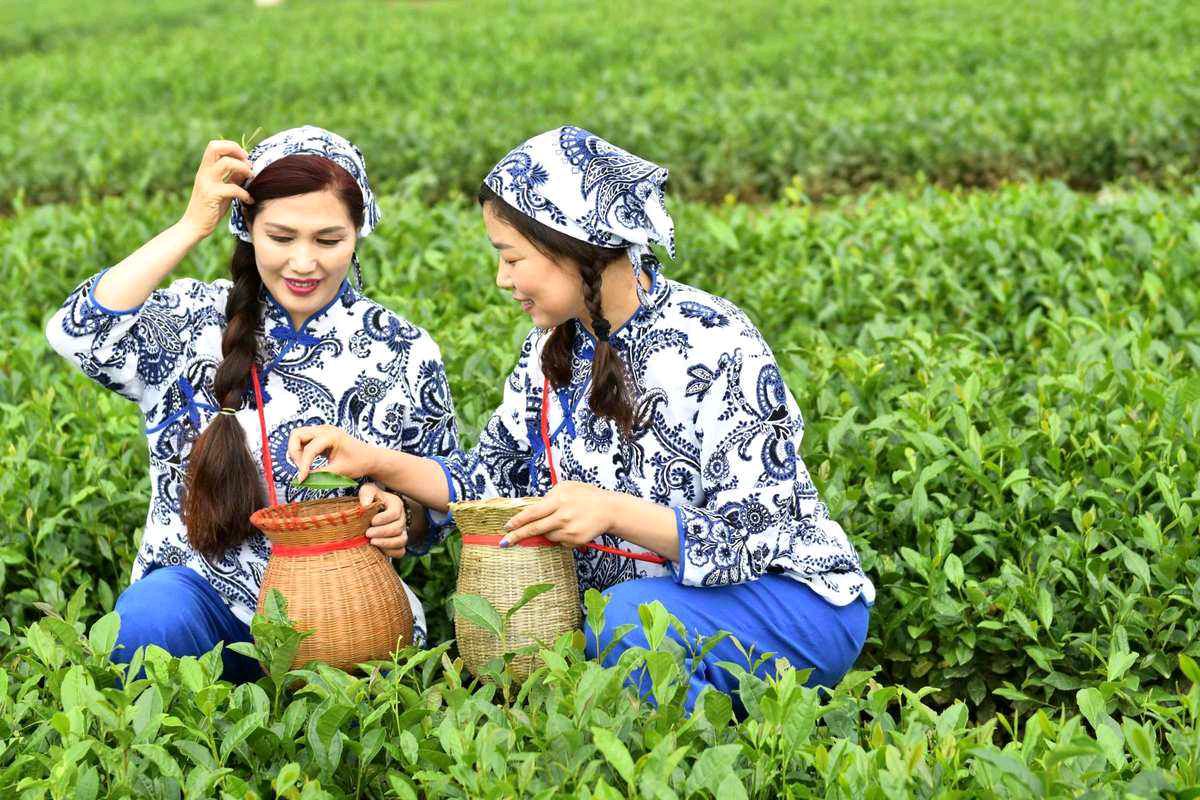 【大东方诗画社】分享优秀作家诗人方亮老师《采茶姑娘》请欣赏（图5）