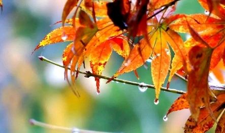 凉凉的秋雨-作者/丛林-西银/北京头条（图2）
