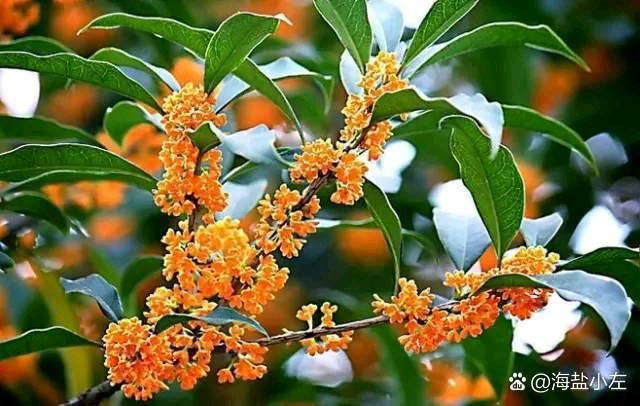 【北京头条】分享优秀作家诗人姚树学《新洲观落花有感》二首请欣赏（图4）