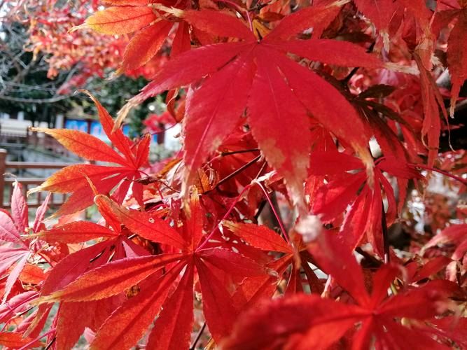【枫雅汇看图约诗】第308期《又是一年枫叶红》（图6）