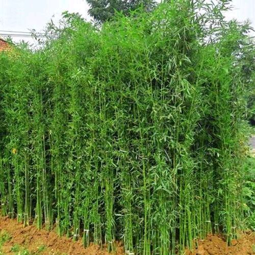 【中国好诗词】分享优秀诗人裕祥老师诗词一组请欣赏(图13)