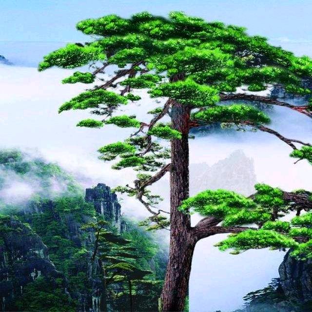 【神都诗社】龙门诗苑第03期《青松》（图9）