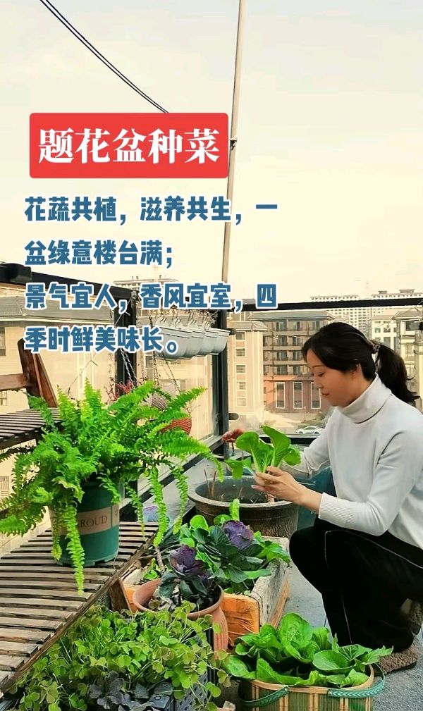 题花盆种菜-作者/翟功印-西银/北京头条（图2）