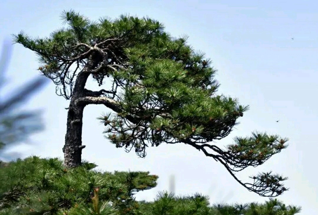 华夏流水诗社/王俊杰老师专辑(十五)(图3)