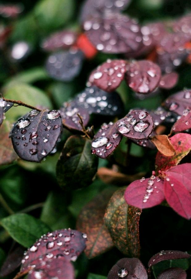 《冬雨》作者/张维清 诵读/馨声 编辑/五指山【花雨馨声】第533期（图4）