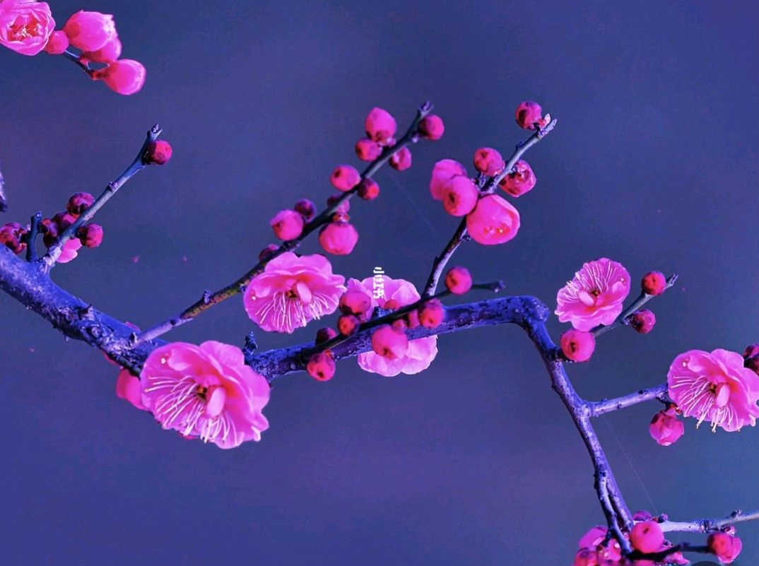 【中华好诗词】分享优秀诗人牟福香《七律·红梅赞》外两首请欣赏（图4）