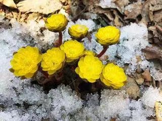 【中华好诗词】分享(吉林抚松)优秀诗人黄文贵老师《青玉案,寻梅》外六首请欣赏(图8)