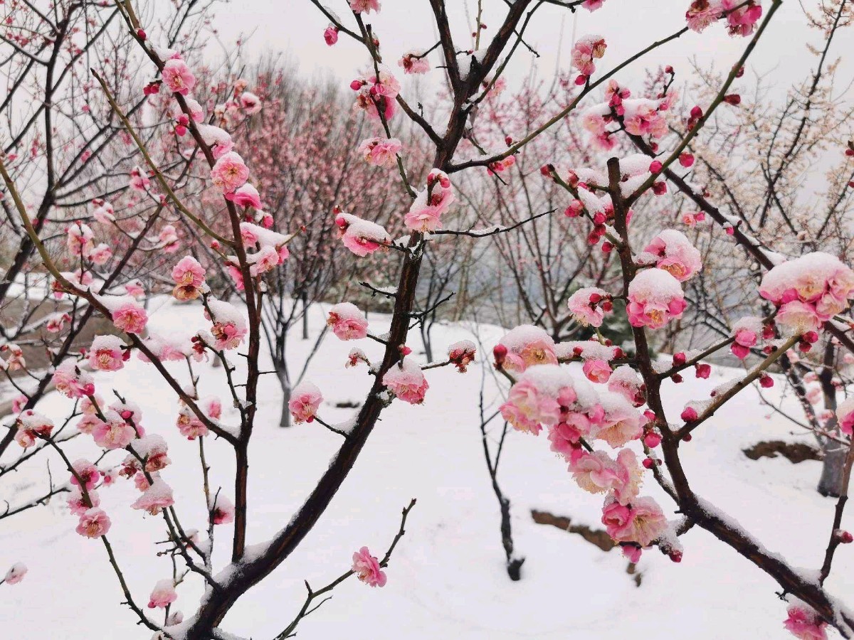 【神都诗社】龙门诗苑04期《大雪》（图16）