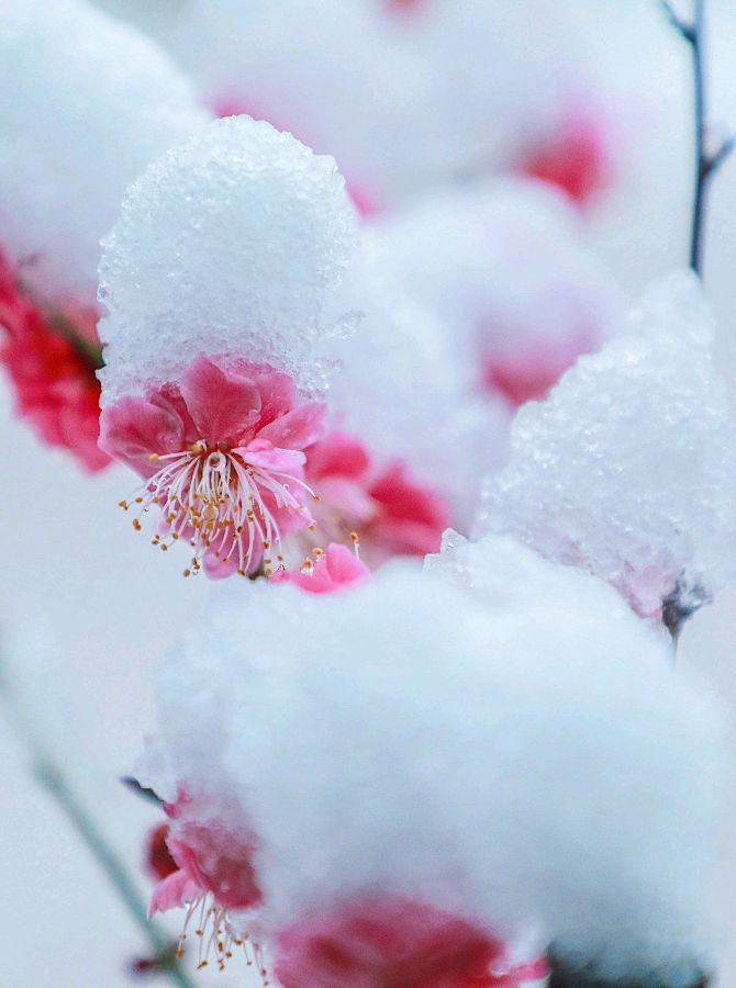 【神都诗社】龙门诗苑04期《大雪》（图14）