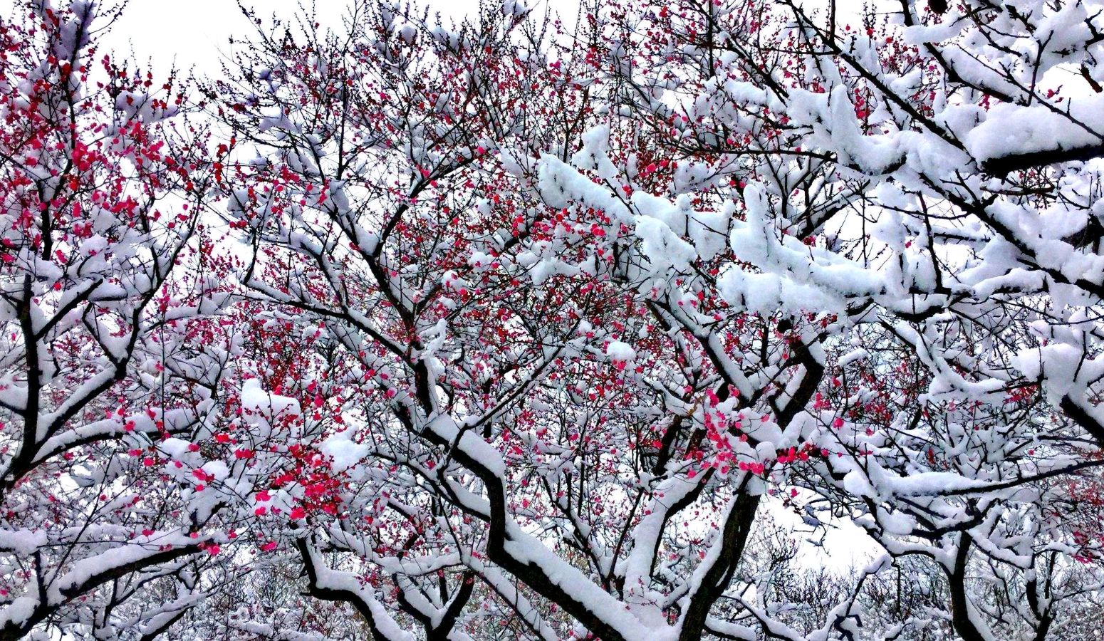 【神都诗社】龙门诗苑04期《大雪》（图25）
