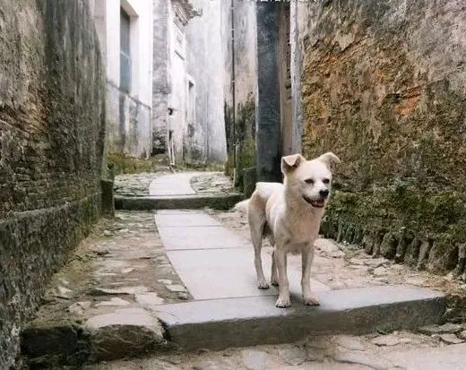 它身上是不是有人的影子?-作者/舞 笛-西银/北京头条(图2)