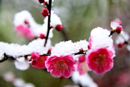 华夏流水诗社/葛振民老师专辑