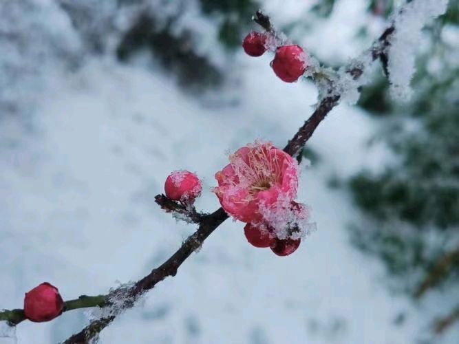 七绝•暮雪寒梅（上平九佳）-文/吾醒-西银/北京头条（图2）