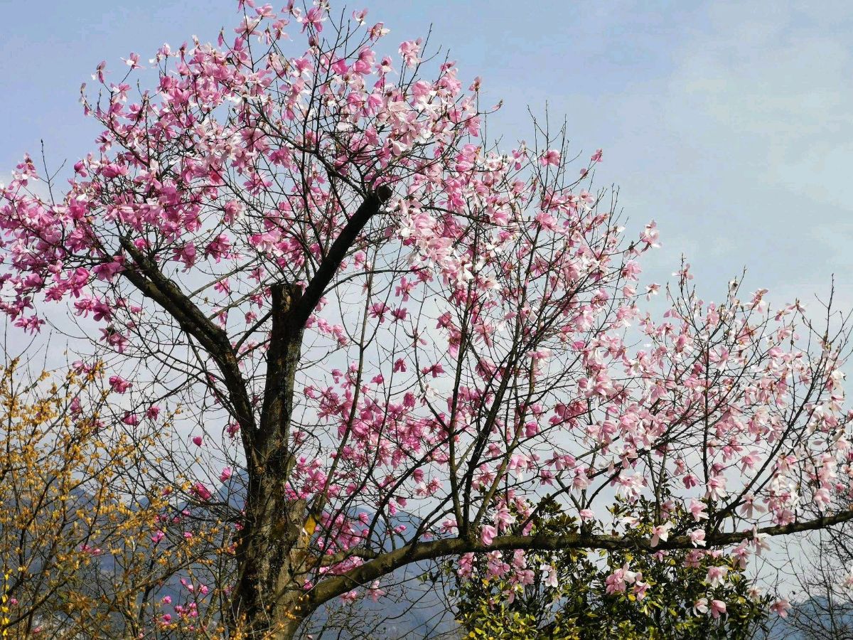 【枫雅汇看图约诗】第321期《望春》（图8）