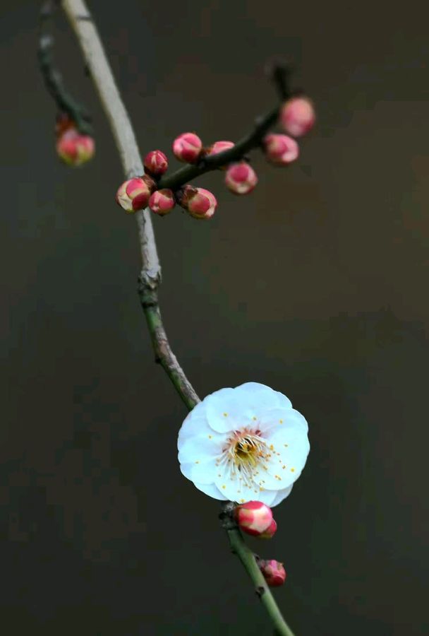 立春分韵得“回”-诗｜懿子-西银/北京头条（图2）