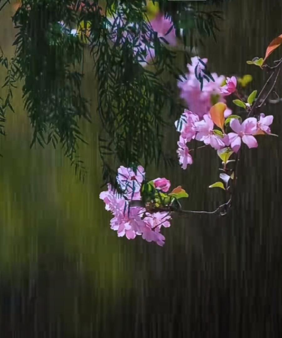 《清明还乡》【诗】程建刚