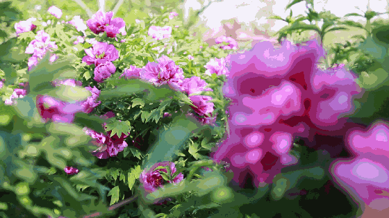 【神都诗社】龙门诗苑第11期《牡丹花》(图15)