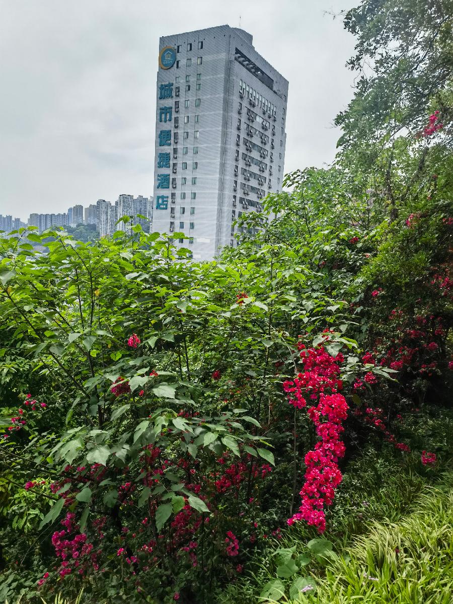 「散文」两路口崖头的春夏之吻（图27）