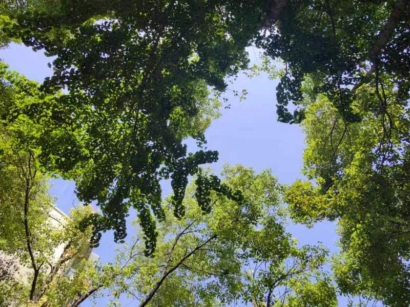 母亲节的诗语|图/文 .蒋卫平(武汉)(图2)